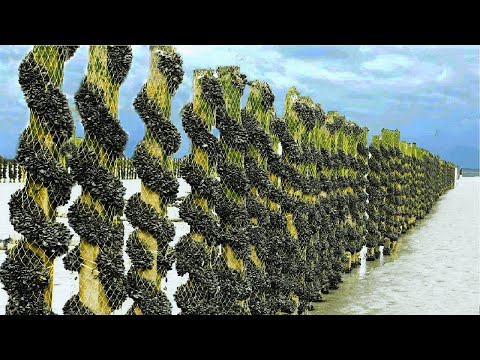 Billions of Mussels Raised By This Modern Technique - Mussel Farming Process and Harvesting 2023.