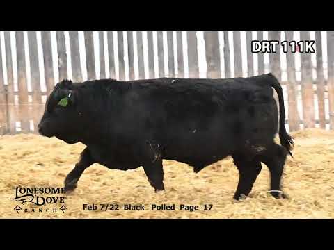 Lonesome Dove Gelbvieh Bull Lot DRT 111K sells Friday, March 3, 2023