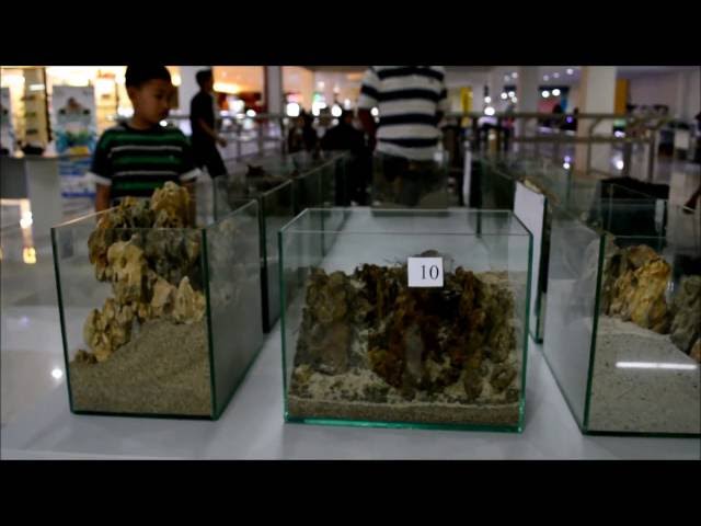 Aquascape indonesia Contest 2016