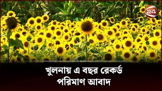 পতিত জমিতে সূর্যমূখী চাষ