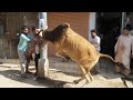 Most Dangerous Cow Qurbani 2020 Khatarnak Gaye Ki Qurbani