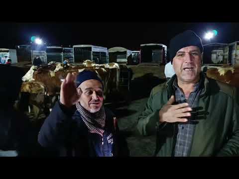 SORGUN LIVESTOCK MARKET!!! Thursday, February 12th, Part 1 #YOZGAT