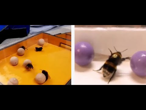 BEES LİKE PLAYİNG WİTH BALLS, STUDY FİNDS ???