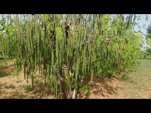 Momax3 Moringa Perennial Seed For Plantation For Seed Oil