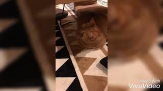 ＢＩＧな猫「猫好き」