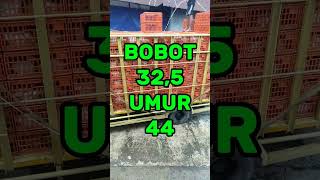 Download lagu PANEN AYAM BROILER 1000ek#shortvideo#shorts mp3 Download lagu PANEN AYAM BROILER 1000ek#shortvideo#shorts mp3