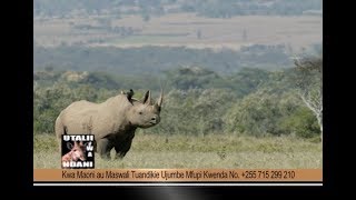 Utalii wa Ndani : Mnyama FARU Kwenye Hifadhi ya Taifa Ya Serengeti (04) - 02.06.2018
