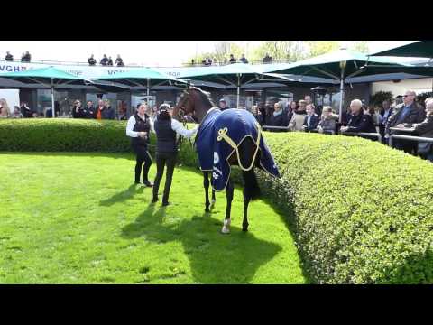 Iquitos wird am 17.04.2017 auf der Neuen Bult zum Galopper des Jahres gekront