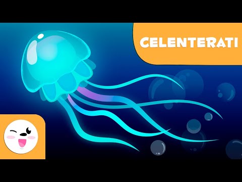 I celenterati per bambini - Animali invertebrati - Scienze naturali per bambini