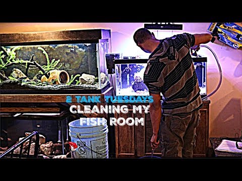 I Clean These 2 Tanks Every Tuesday!!!