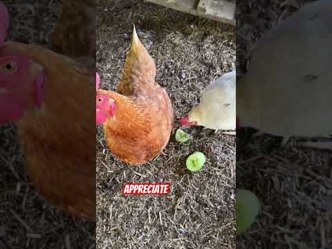 Cool cucumbers for chickens