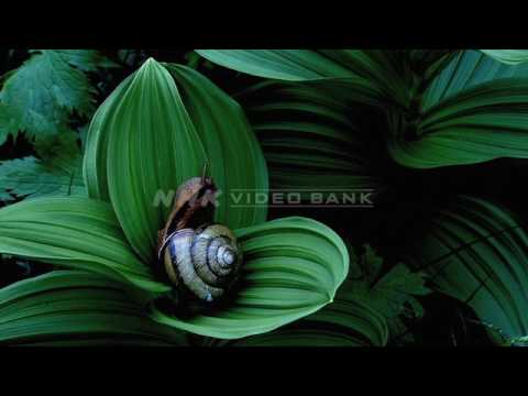 NHK VIDEO BANK - Inhabitants of the Japanese forests -