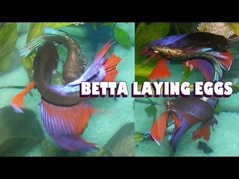 BETTA male-female Laying Egg ::SMALL BETTA FISH TANK