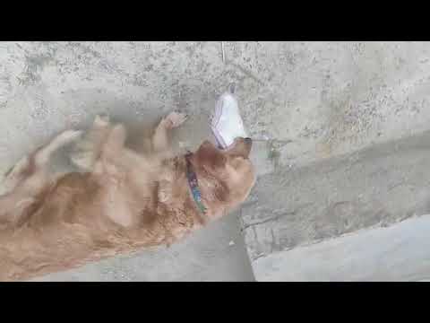 Arvi is no more 😭😭😭😭😭😭 we missing you arvi  arvi in haven 