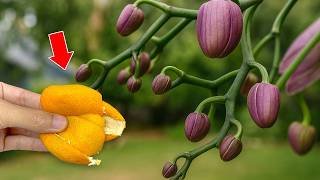 Just need 1 Fruit! Orchids immediately grow on branches and bloom all year round.