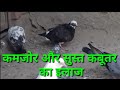 Kamjor Or Sust Kabutar Ka Ilaj