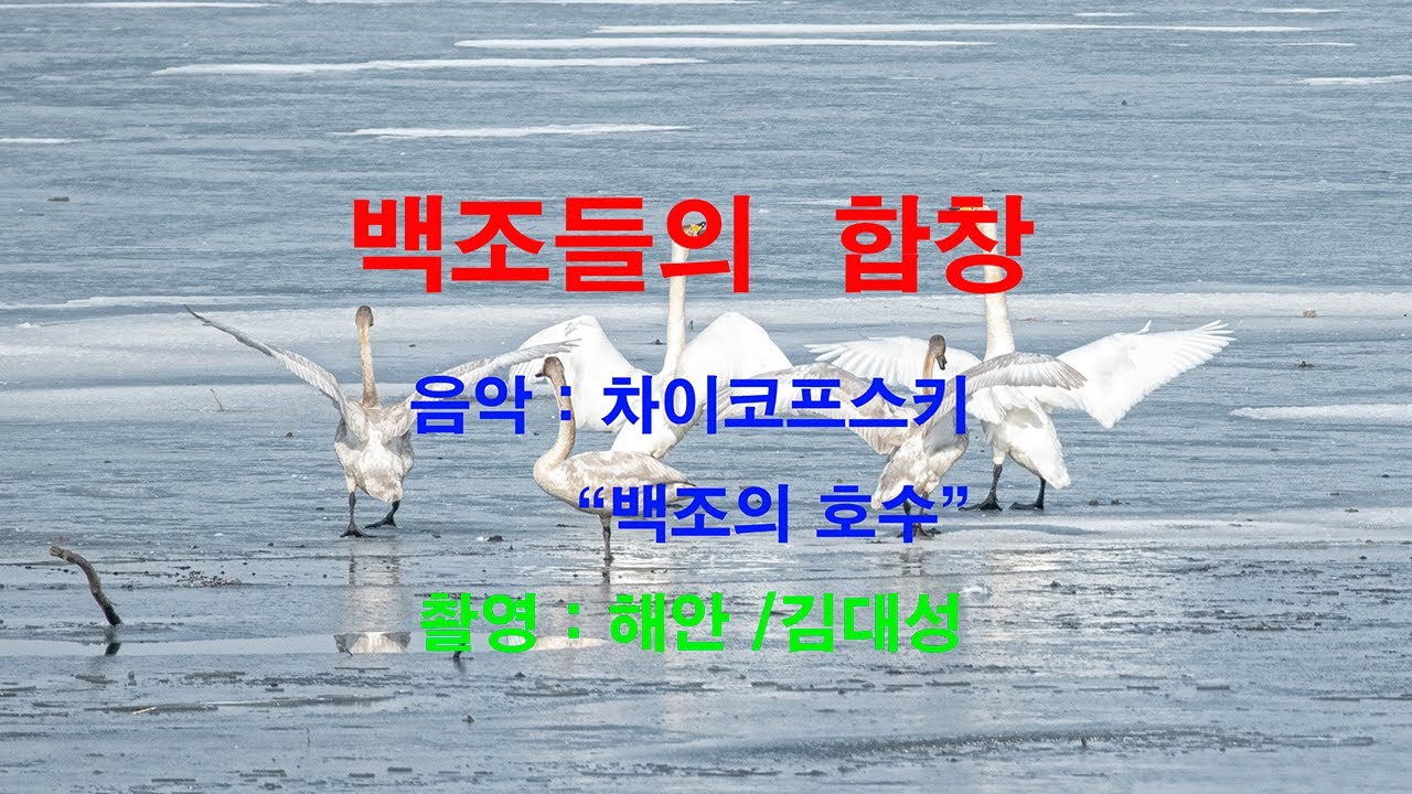큰고니 영상 유튜브 썸네일