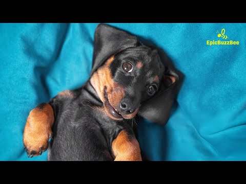 🤣Funniest Dachshund Moments of 2024🐕‍🦺 | Best Video Compilation