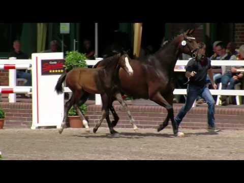 Blue Ey Hf v Bernay x Destano