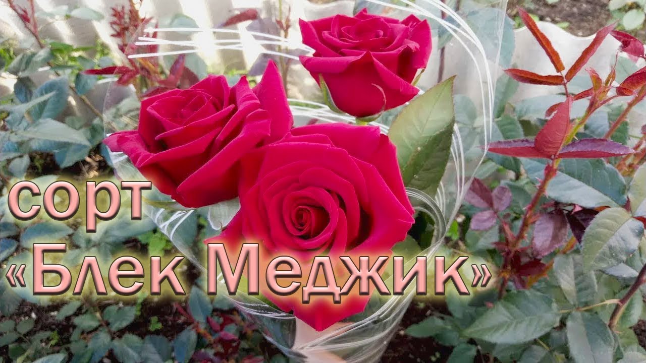 Обзор чайно-гибридных роз сорта Блек Меджик