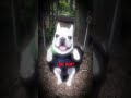 Rip Pibble