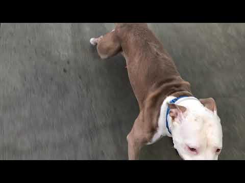 Possum 82175 have you ever seen a possum zoom?