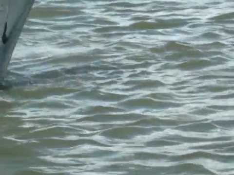 LIVADA DE BIHOR CHERECHES RARES&TUDOR ABRUDAN