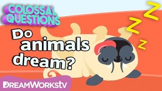 Do Animals Dream? | COLOSSAL QUESTIONS