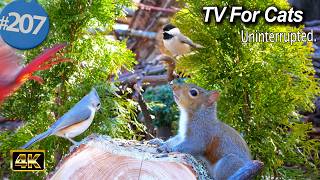 TV for Cats 😻8 Hours of Birds 🐦 and Squirrels 🐿Feeder  Uninterrupted CatTV @LensMyth