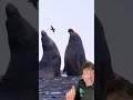 The Elephant Seal Is Literally Built Different