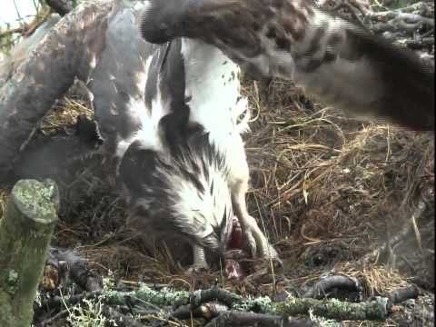 Female osprey laying an egg at SWT Loch of the Lowes