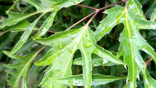 Góp phần tìm hiểu thành phần hóa học của cây đinh lăng polyscias fructicosa l thuộc họ nhân sâm araliaceae