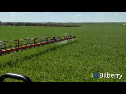 Bilberry Spot Spraying Radish in Wheat (Green on Green)