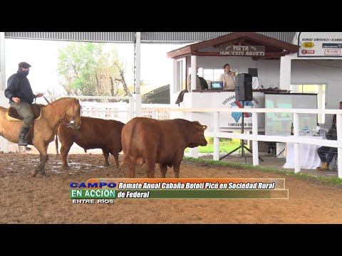 Remate Anual de Cabaña Bototí Picú en Sociedad Rural de Federal - Diego Barcia