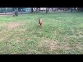 Vizsla cachorro en venta