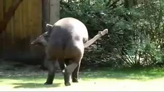 PENE DE 1,50 METROS. EL PENE DEL TAPIR. Uno de los más grandes del reino animal
