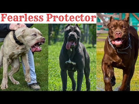 American Bandogge: A Powerful Breed That Requires Responsible Handling