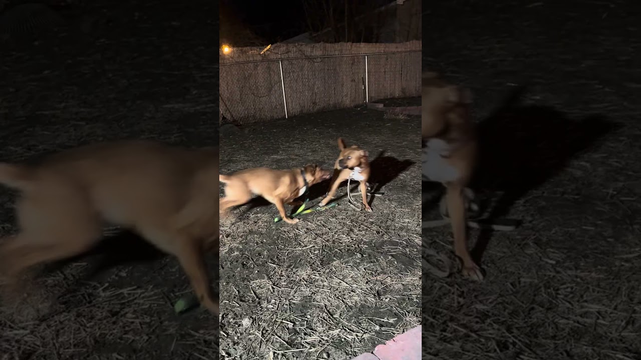 Enlarge Abigail D10847, a Adoptable mixed breed in Princeton, MN video 6/6
