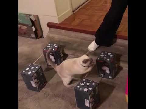 Nimbus jumps over hurdles and thru hoop