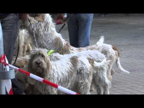 Griffon Vendéen Nationale élevage 2014 Canet, France 4