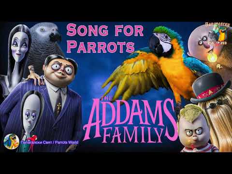 Famiglia Addams fischiata per training pappagalli. Addams family  parrot whistle training.