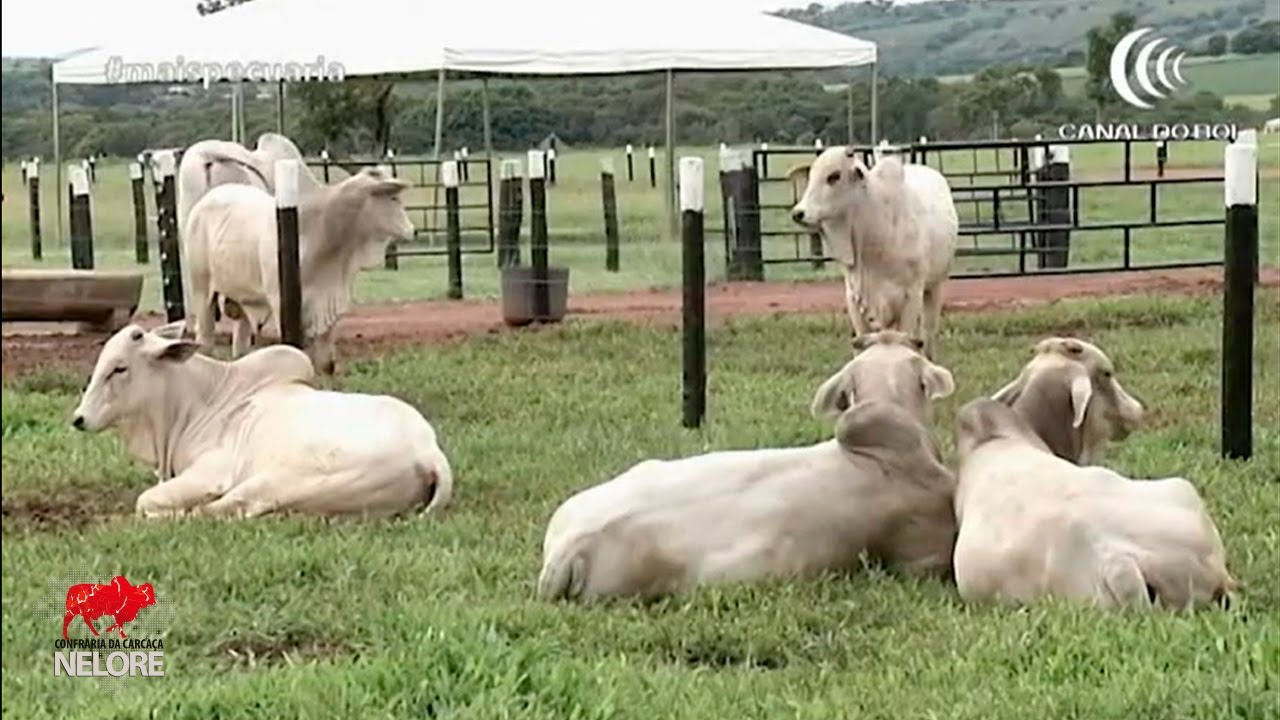 Dia de Campo da Fazenda Araponga é destaque no Canal do Boi