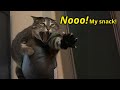 These Cats Can Speak English Better Than Hooman