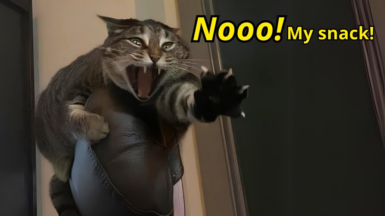 These Cats Can Speak English Better Than Hooman 🙀