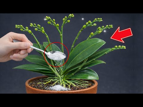 Just Sprinkle This on Top! No Flower Orchids Suddenly Bloom Again