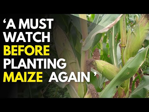 Green vs Dry Maize Farming in Kenya Which is More Profitable in 2025