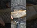 Video Thumbnail for #Hashtag Sumas River Carp