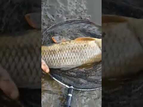 #Hashtag Sumas River Carp