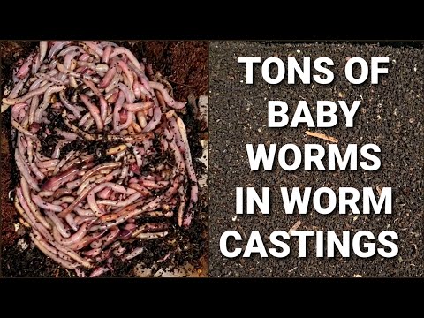 ENC Worm Bin Sifted | Fresh Bedding And Food Added | Vermicomposting With European Nightcrawlers