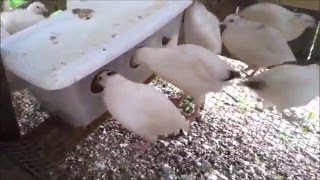 No Waste (Spill) Chicken/Quail Feeder